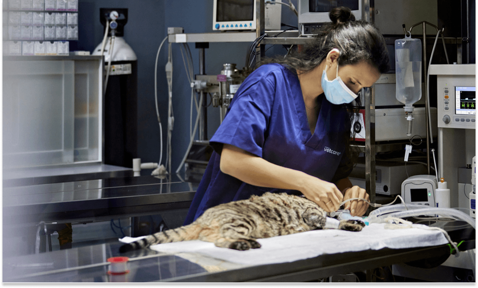 An image of a vet taking care of a house cat on an medical table.