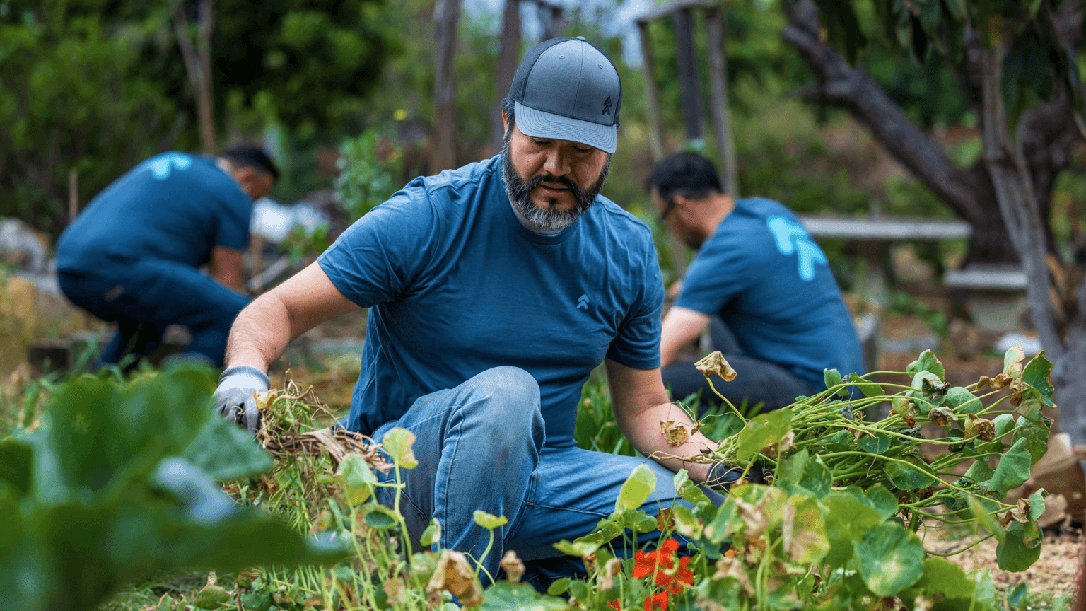 A man in a blue shirt and cap kneels in a garden, pulling weeds, with two other men working in the background.